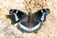 Kaniska canace-4785