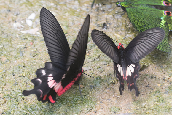 Pachliopta aristolochiae et Atrophaneura adamsoni - 1242 - Chiang Dao - 11/03/23