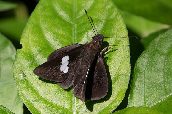 Notocrypta paralysos-0387 Chiang Dao - 16/11/23