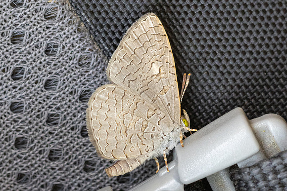 Spalgis epius epius-6525 - Doi-Suthep - 27/03/24