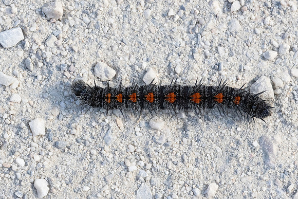 Chenille Nymphalis antiopa-3175