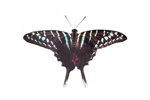 Graphium Colonna