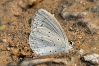 Celastrina argiolus iynteana-2676 - Chiang Dao - 18/03/24
