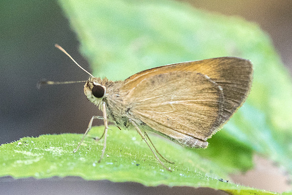 Synapte sp id_0502