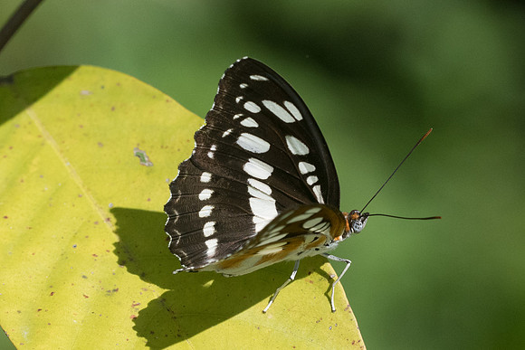 Athyma perius-2738 - Chiang Rai - 18/11/23