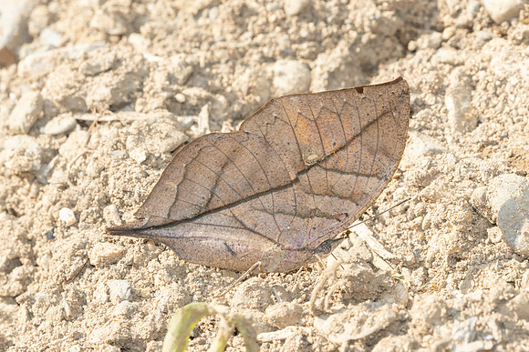 Kallima inachus-2720