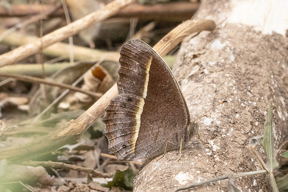 Mycalesis malsara-2284