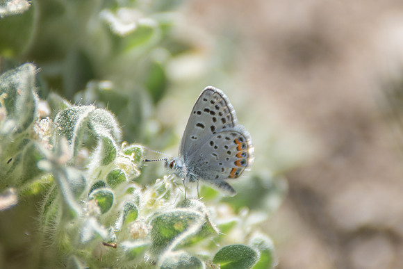 27102017-Plebejus acmon-7