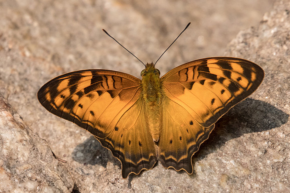 Vagrans sinha sinha-7228 -Doi-Suthep -  10/03/23