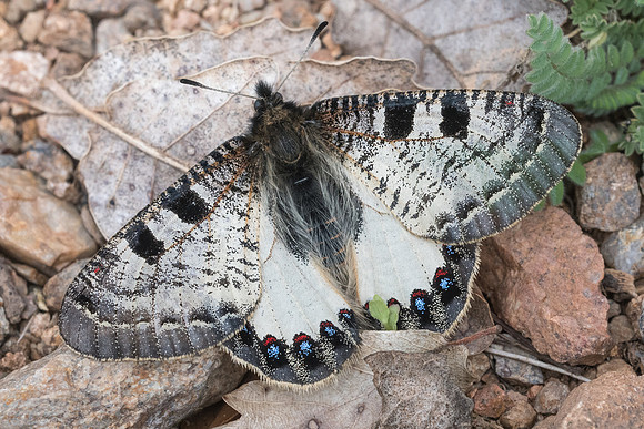 Archon apollinus ♂-3030 - Alexandroupoli - 10/04/22