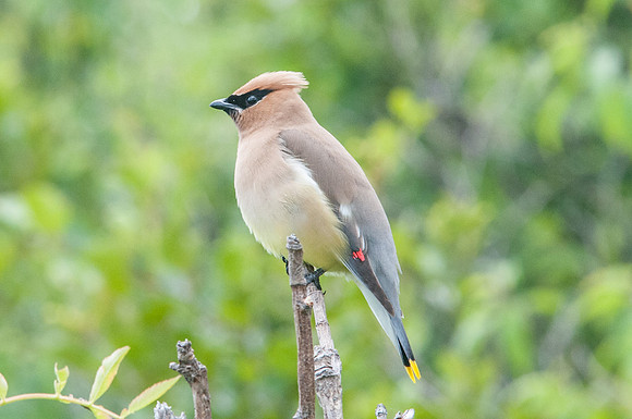 oiseau canada