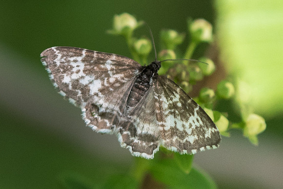 islande papillon nuit-4635