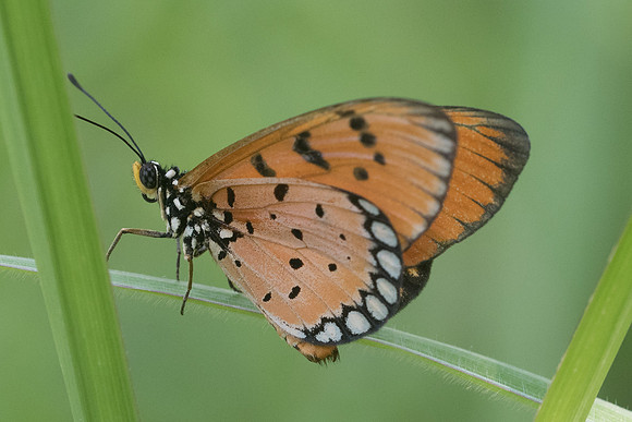Acraea terpsicore-0202 - Koh Samui - 17/03/23