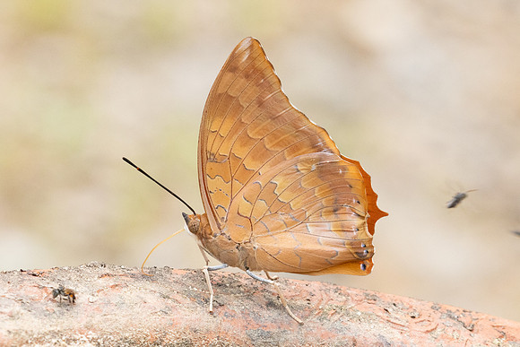 Charaxes marmax -0877 - Chiang Dao - 16/03/24