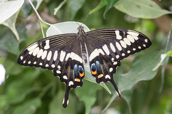 Papilio ophidicephalus