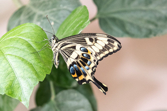 Papilio ophidicephalus