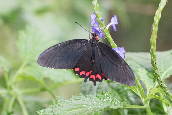 Parides montezuma