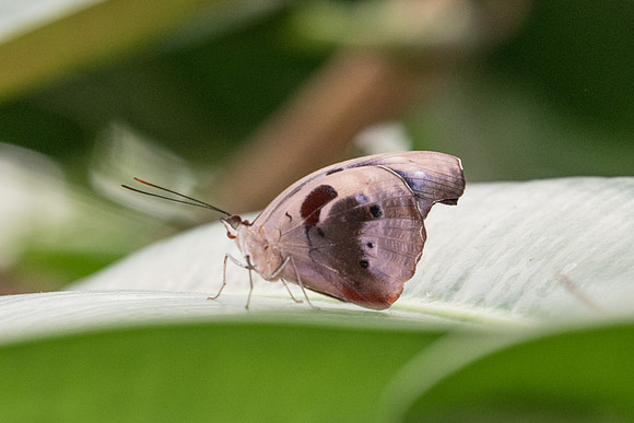 Catonephele numilia