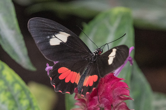 Parides