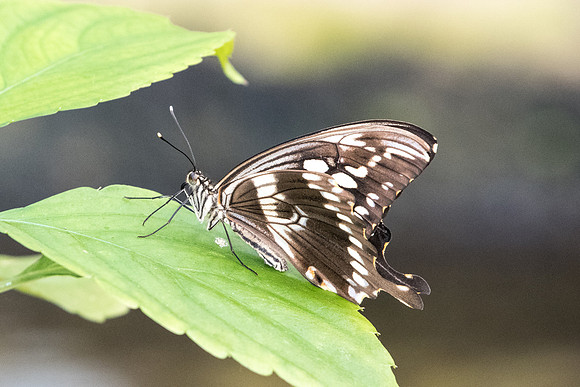 Papilio constantinus
