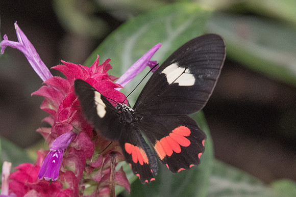 Parides