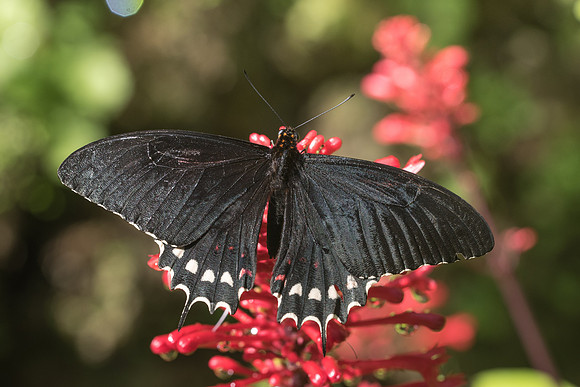 Heraclides erostratus erostratus