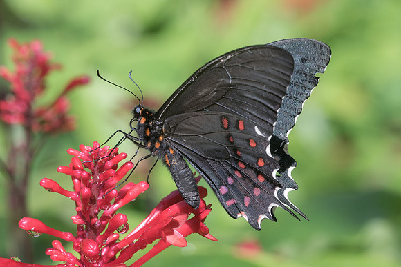 Heraclides erostratus erostratus