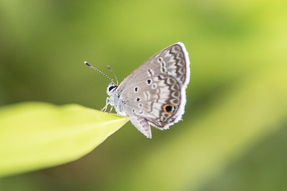 Hemiargus ceraunus florida