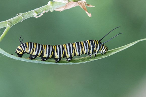 Danaus plexippus