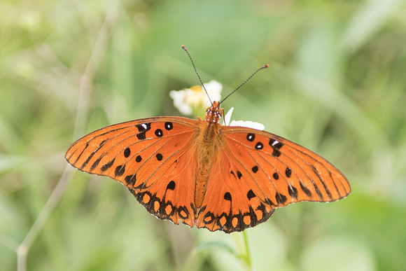 Agraulis vanillae 9616