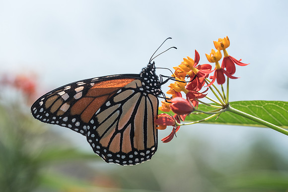 Danaus plexippus