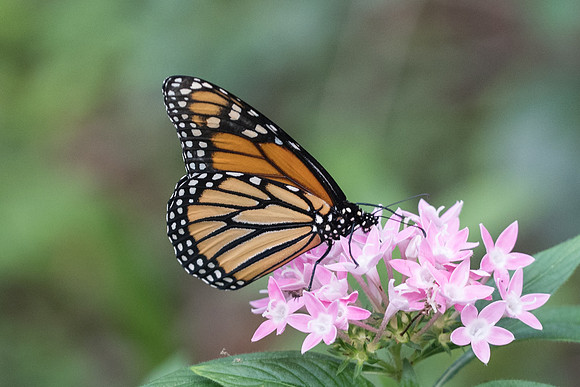 Danaus plexippus