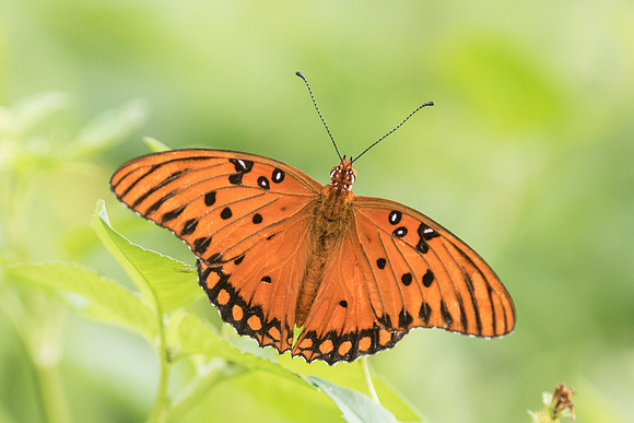 Agraulis vanillae