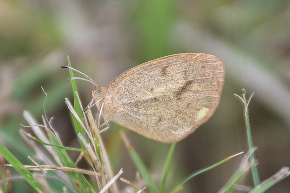 Eurema daira