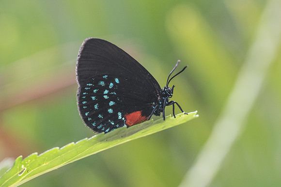 Eumaeus atala