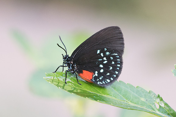 Eumaeus atala