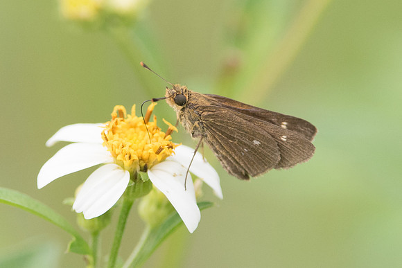 Panoquina panoquinoides