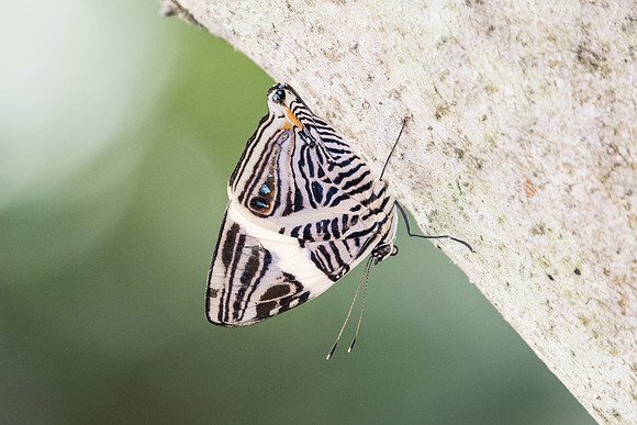 Colobura dirce