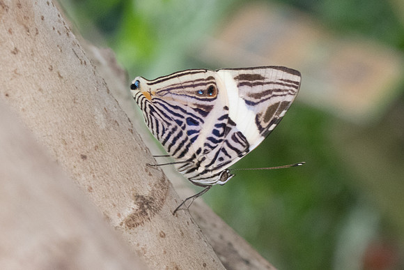 Colobura dirce