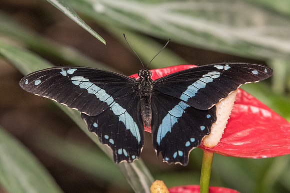 Papilio nireus