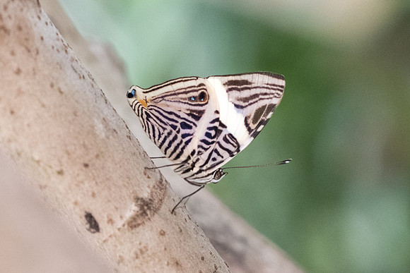 Colobura dirce