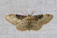 Idaea filicata-7626