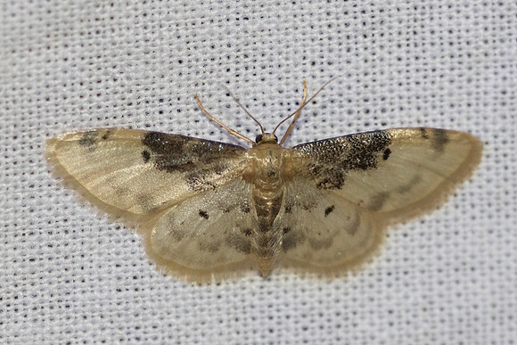 Idaea filicata-7626