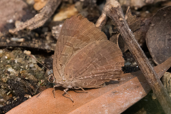 Arhopala alax-7259 - Doi-Suthep - 10/03/23