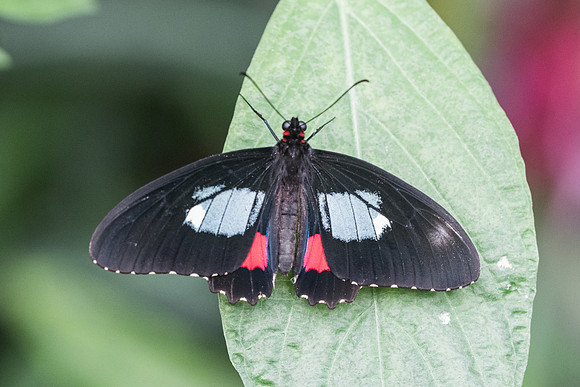 Parides arcas-0857