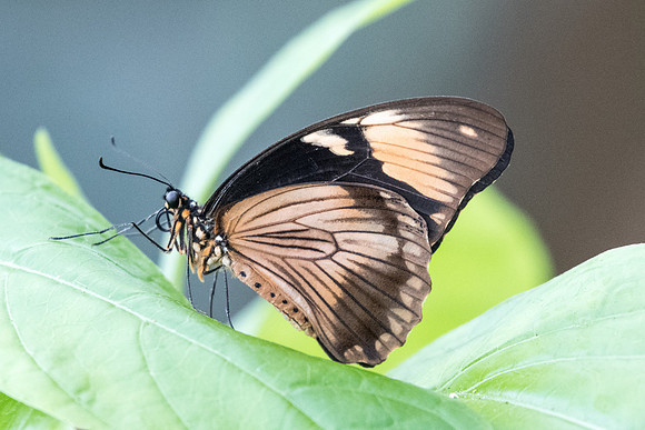 Papilio dardanus