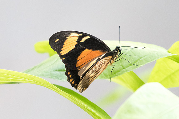 Papilio dardanus-0706