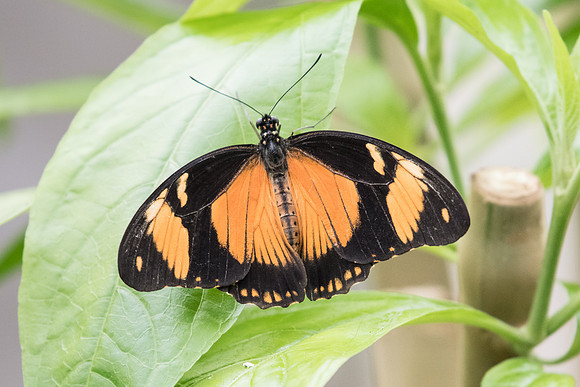 Papilio dardanus-0751