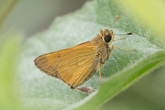 Corticea corticea-2860