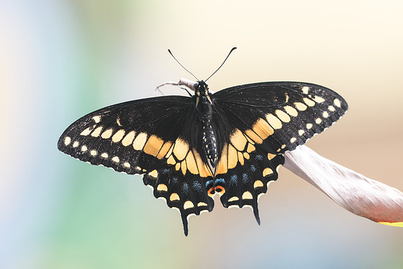 Papilio polyxenes
